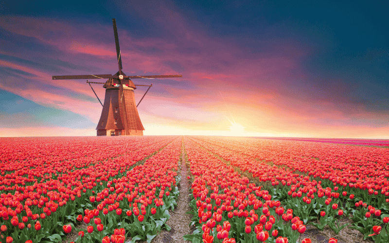 荷蘭鬱金香花季